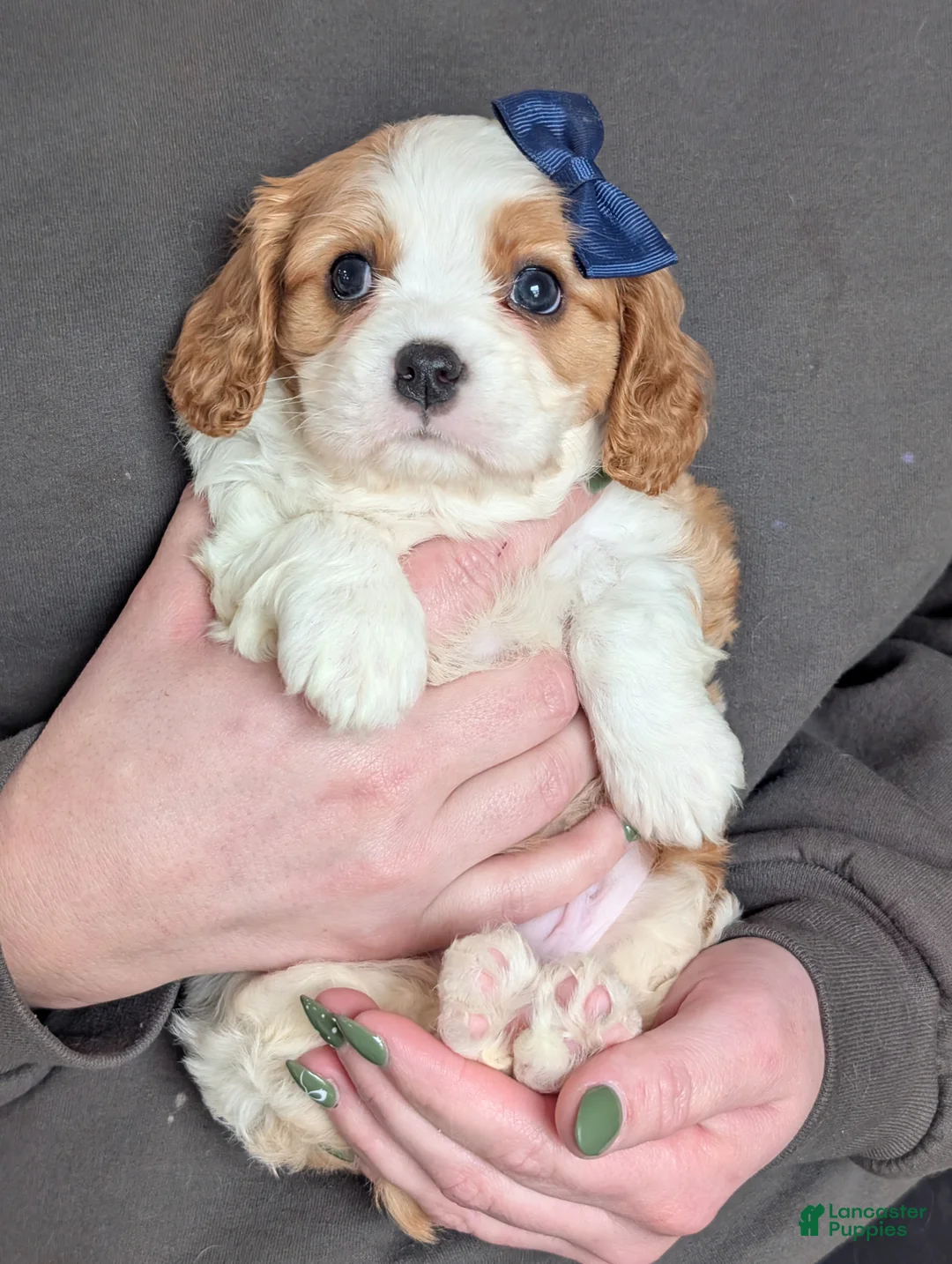 Cavalier King Charles Spaniel dogs for sale: Kody - Ad 17