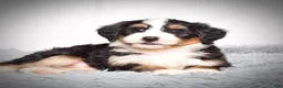 Mini Bernedoodle dogs for sale: Bennett - Ad 4