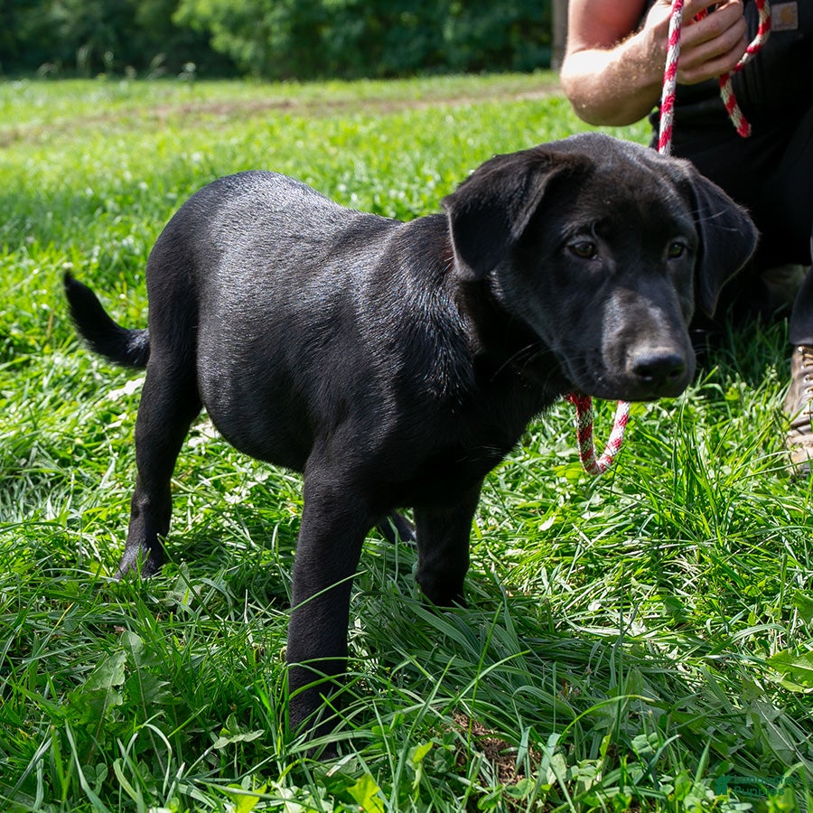 Mixed Breed dogs Betty female Shibador - Ad 42