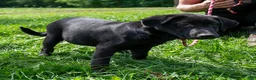 Mixed Breed dogs for sale: Betty female Shibador - Ad 1