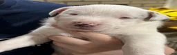 Mixed Breed dogs for sale: Mixed Breed 3 - Ad 2
