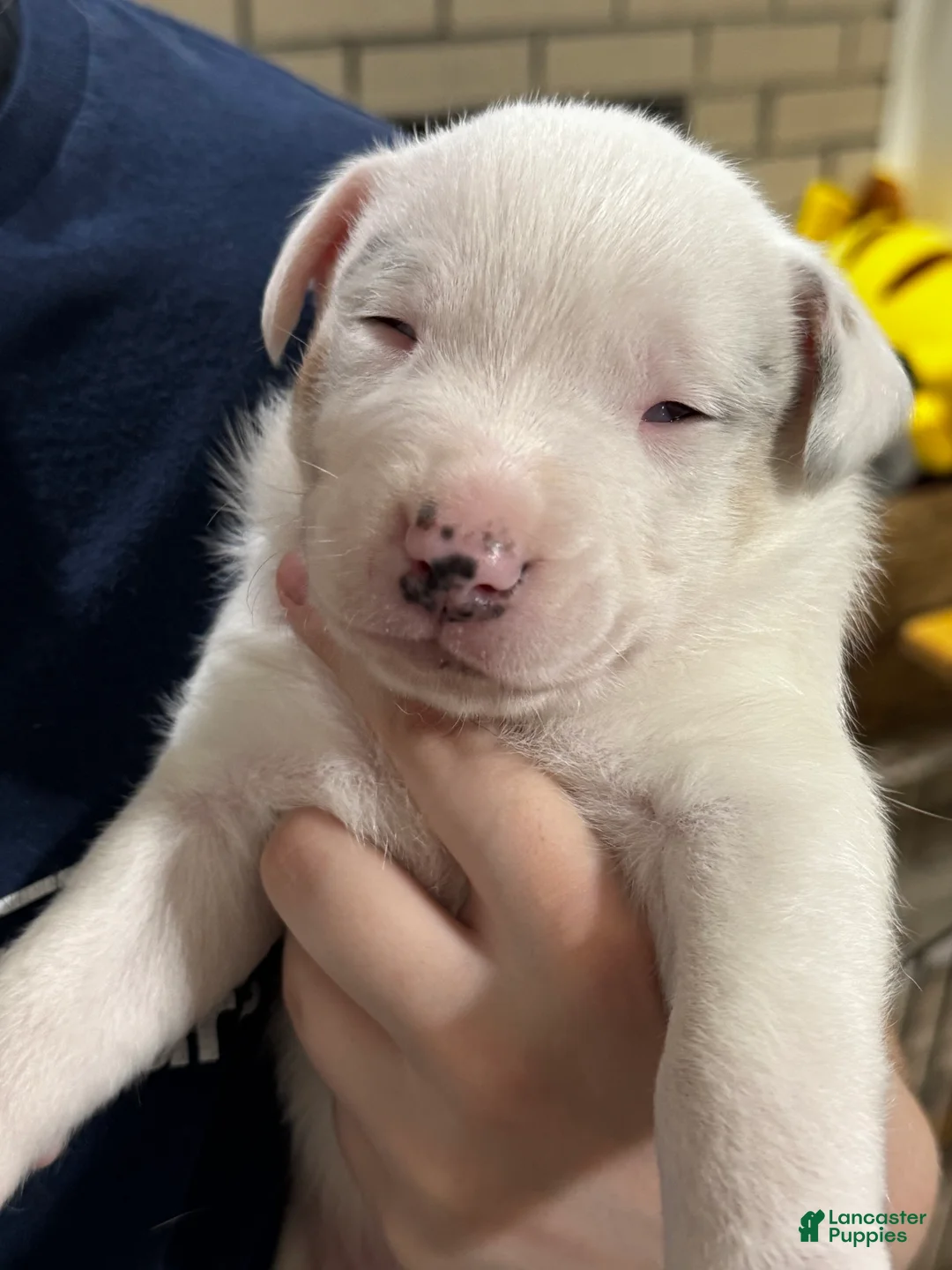 Mixed Breed dogs for sale: Mixed Breed 3 - Ad 2