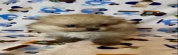 Pomeranian dogs for sale: Gelato - Ad 19