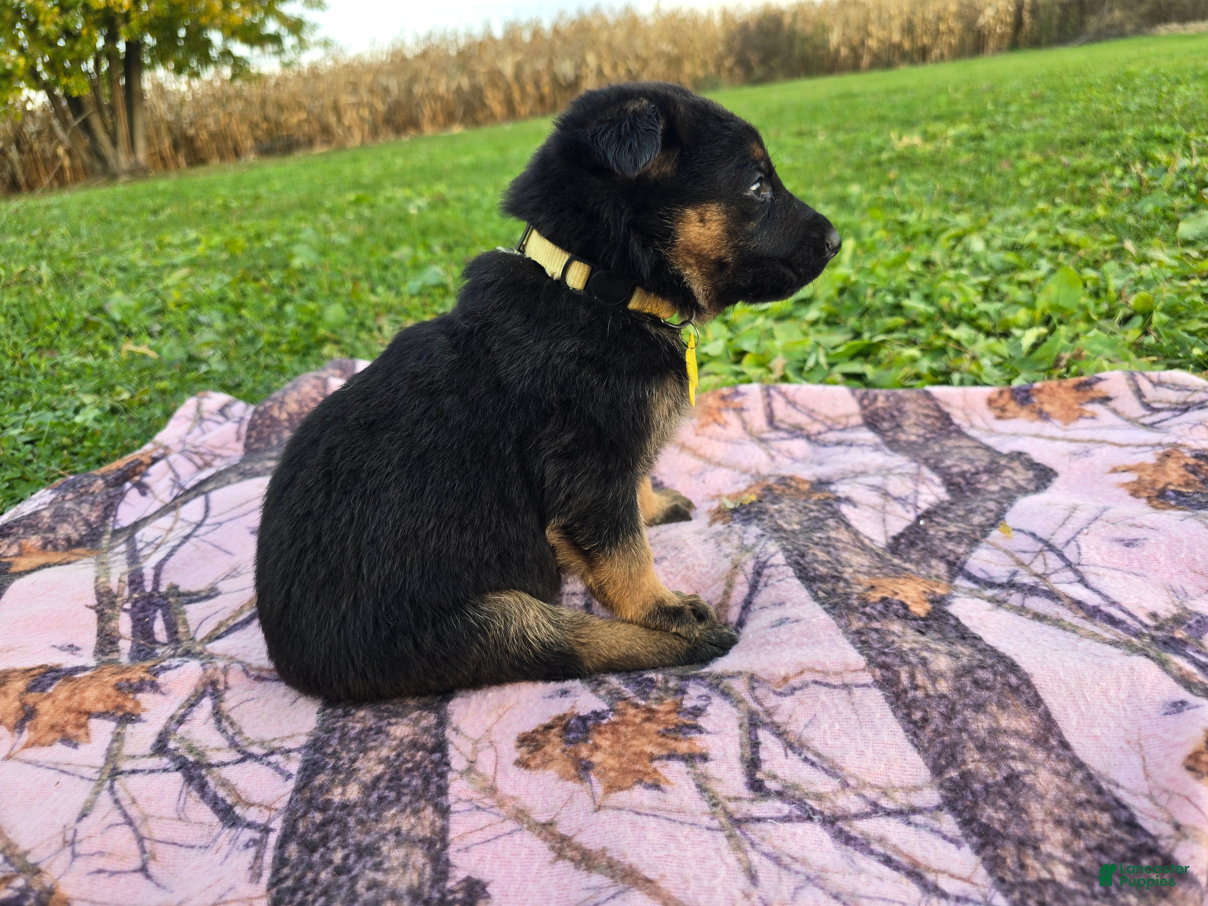German Shepherd dogs for sale: German Shepherd 5 - Ad 2