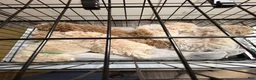 Bichpoo dogs for sale: Lucky - Ad 8
