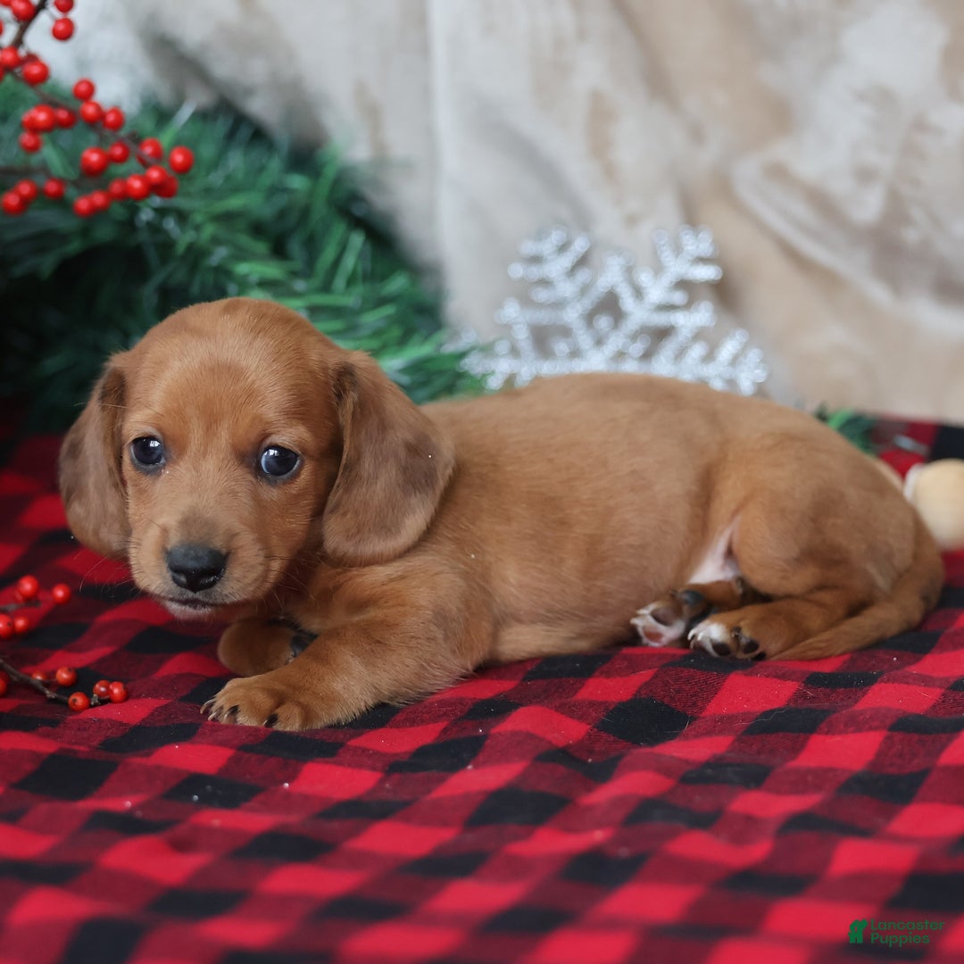 Miniature Dachshund dogs for sale: Sage - Ad 2