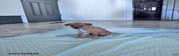 Chihuahua dogs for sale: Butterscotch - Ad 3