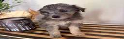 Mini Goldendoodle dogs for sale: MAGGIE  - Ad 2