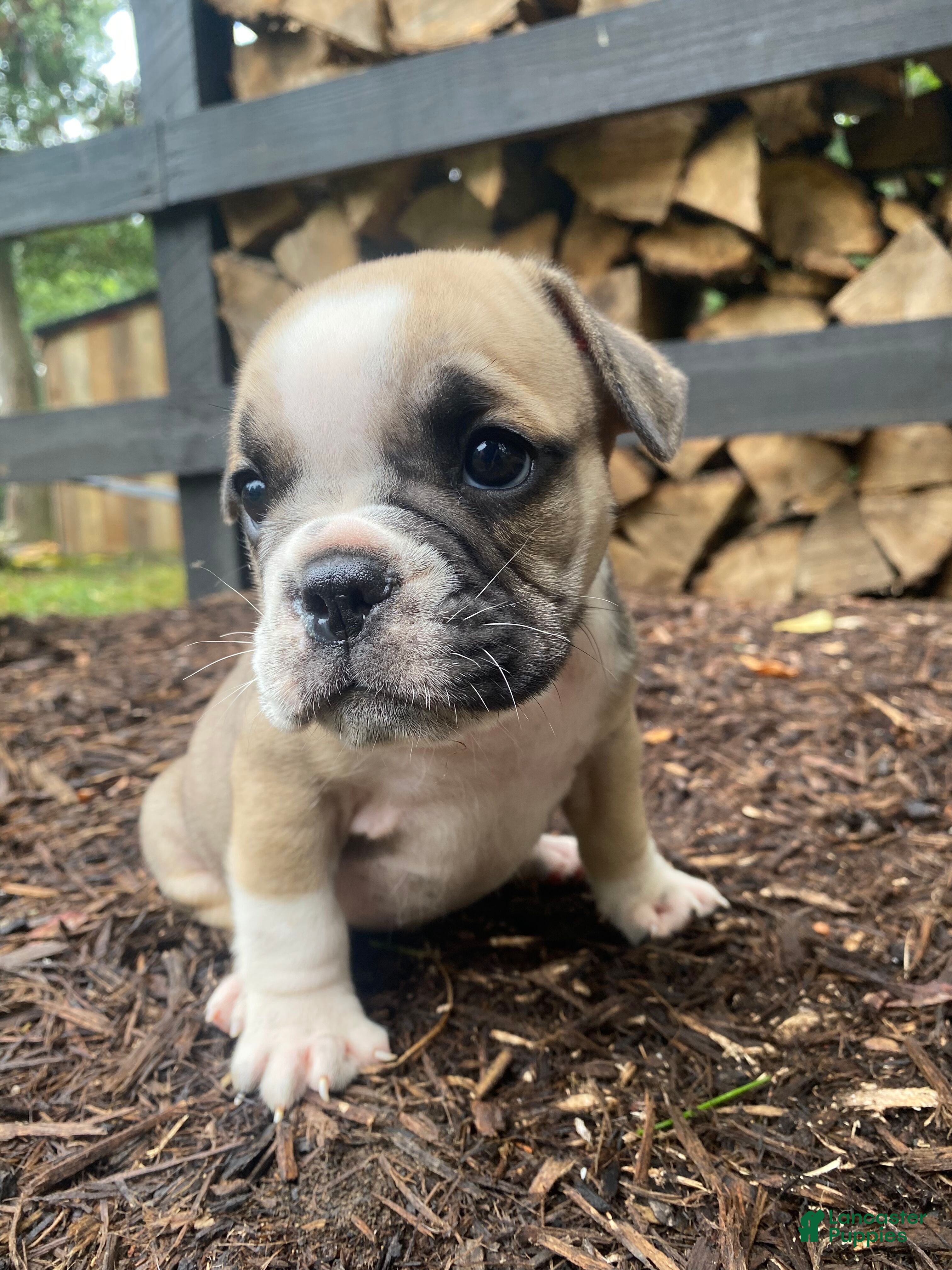 Mixed Breed dogs Bandit - Ad 1