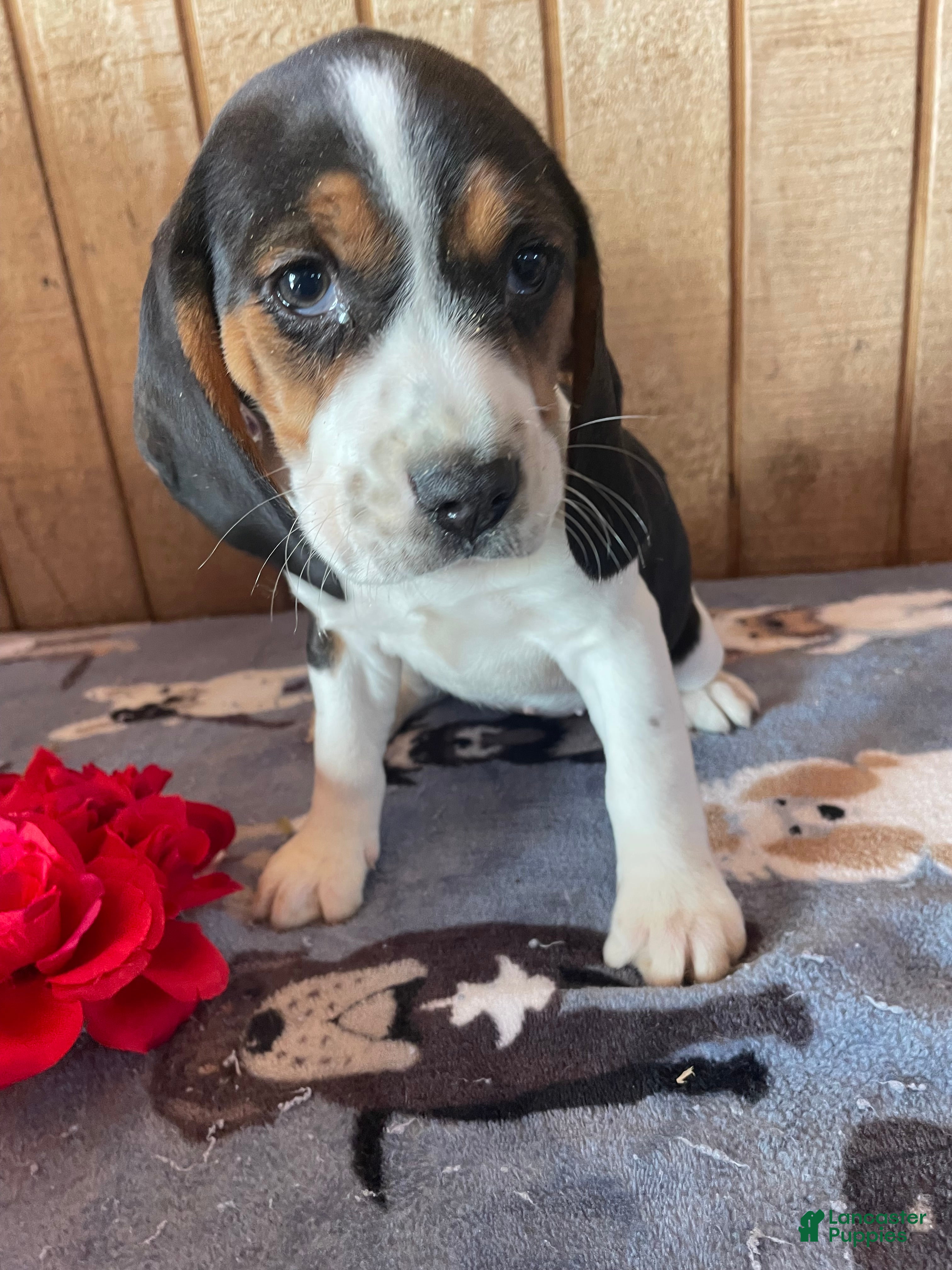 Beagle dogs Blanche - Ad 11