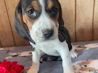 Beagle dogs Blanche - Ad 11