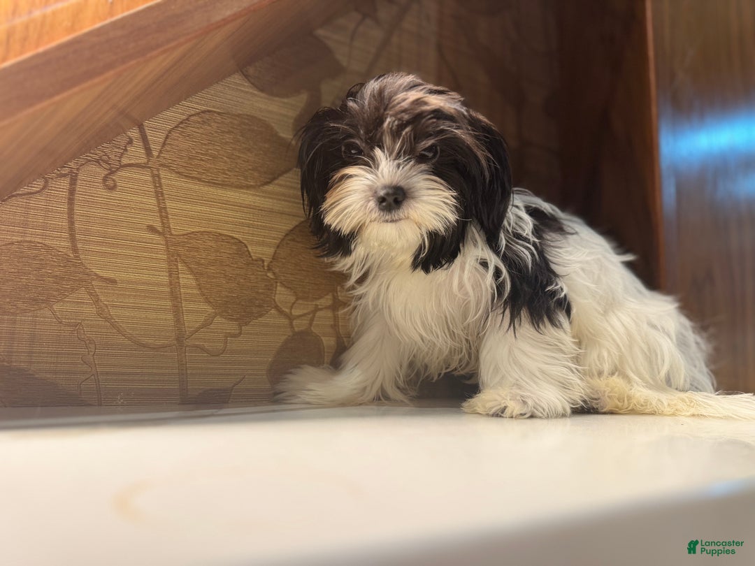 Morkie dogs for sale: Mr Tiny - Ad 2