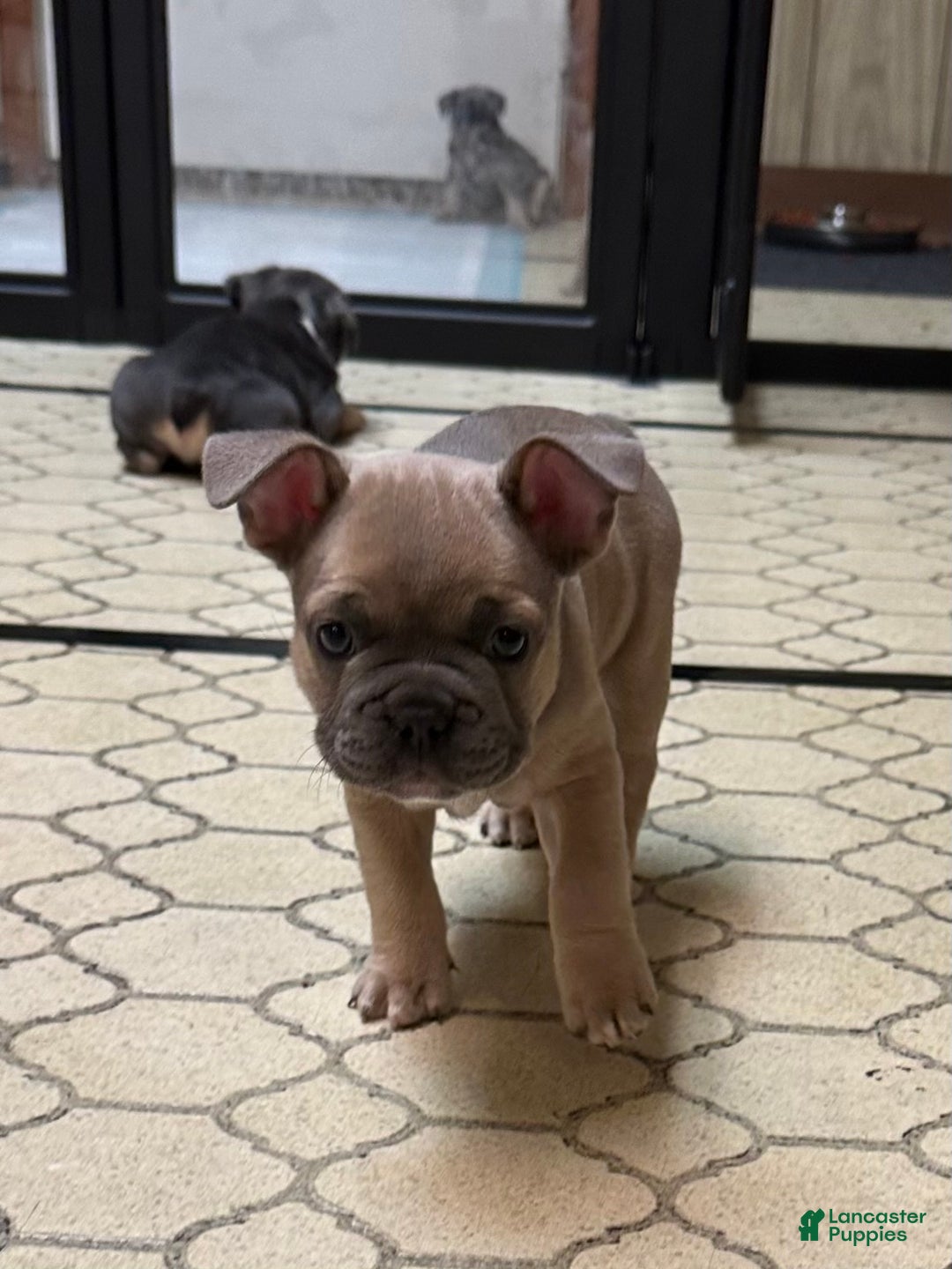 French Bulldog dogs for sale: Hugo - Ad 5