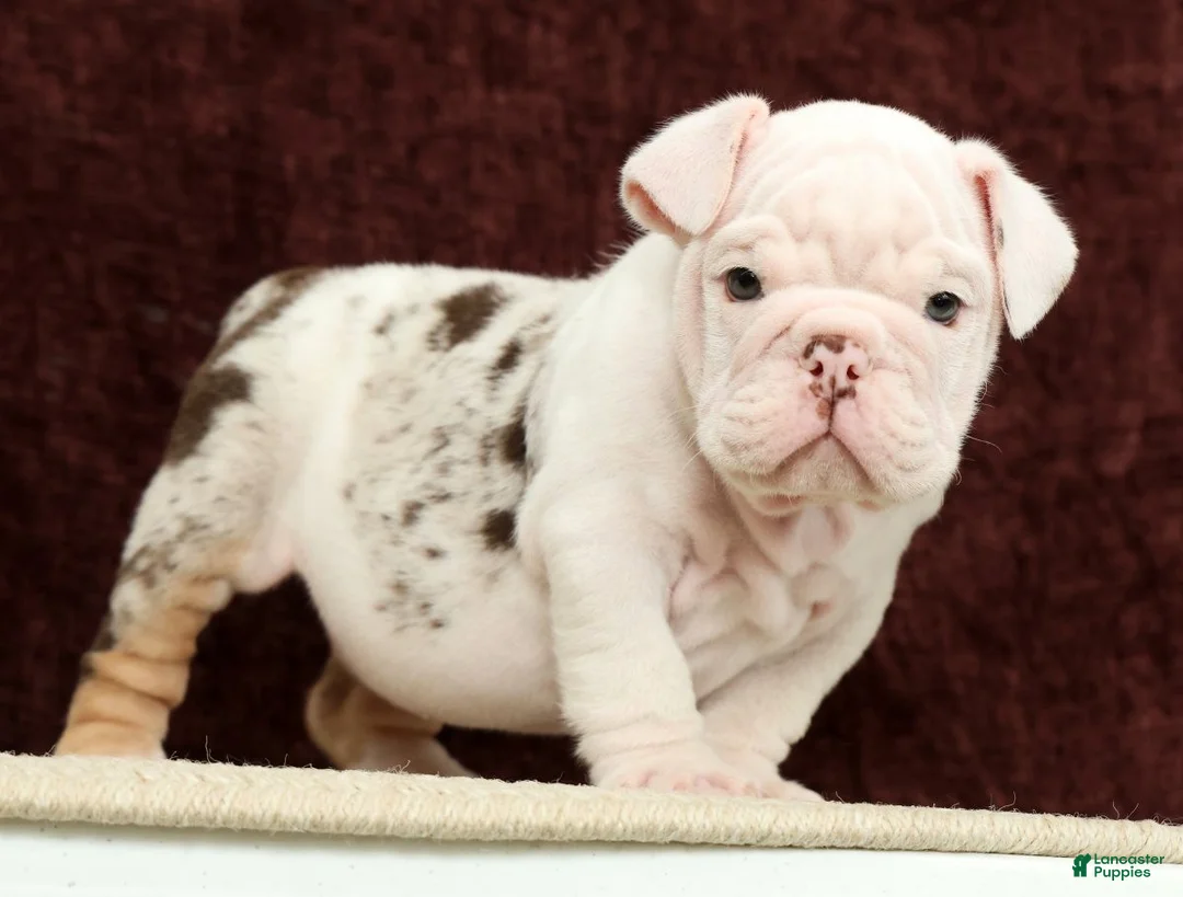 English Bulldog dogs for sale: Teddy - Ad 1
