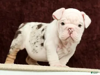 English Bulldog dogs for sale: Teddy - Ad 4