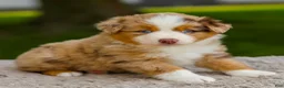 Miniature Australian Shepherd dogs for sale: Murphy - Ad 1