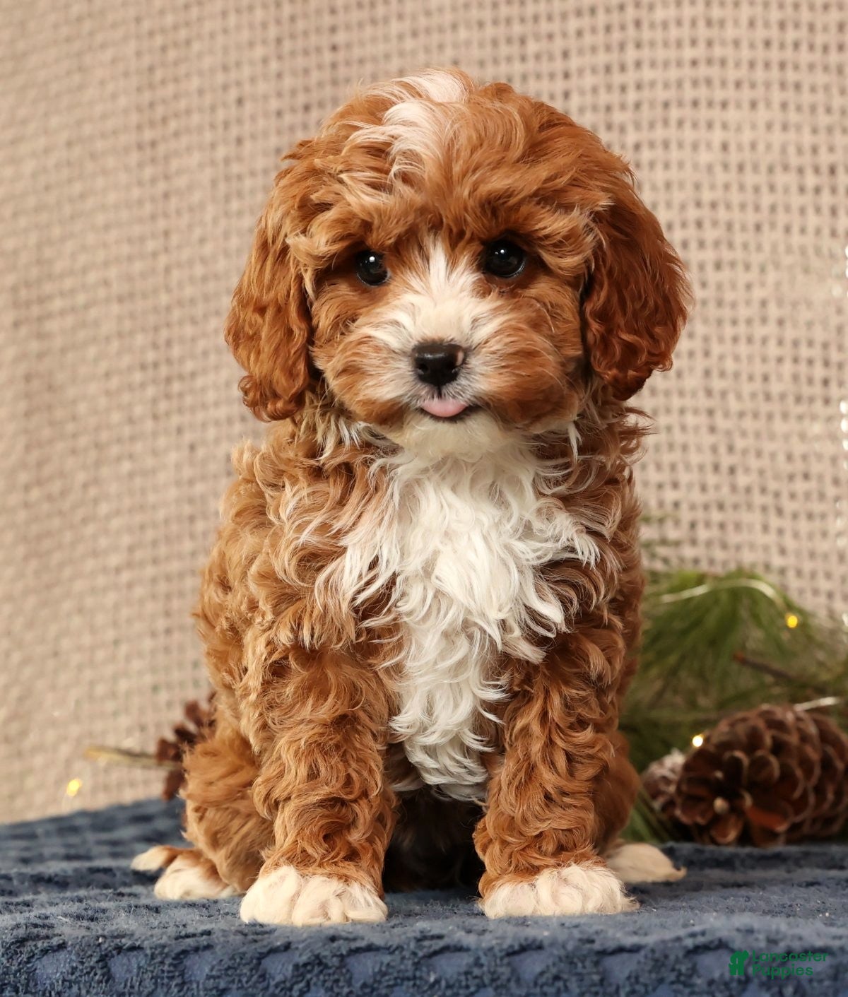 Cavapoo dogs Natalia - Ad 7