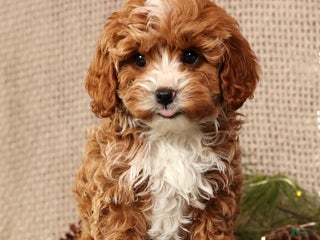 Cavapoo dogs Natalia - Ad 19