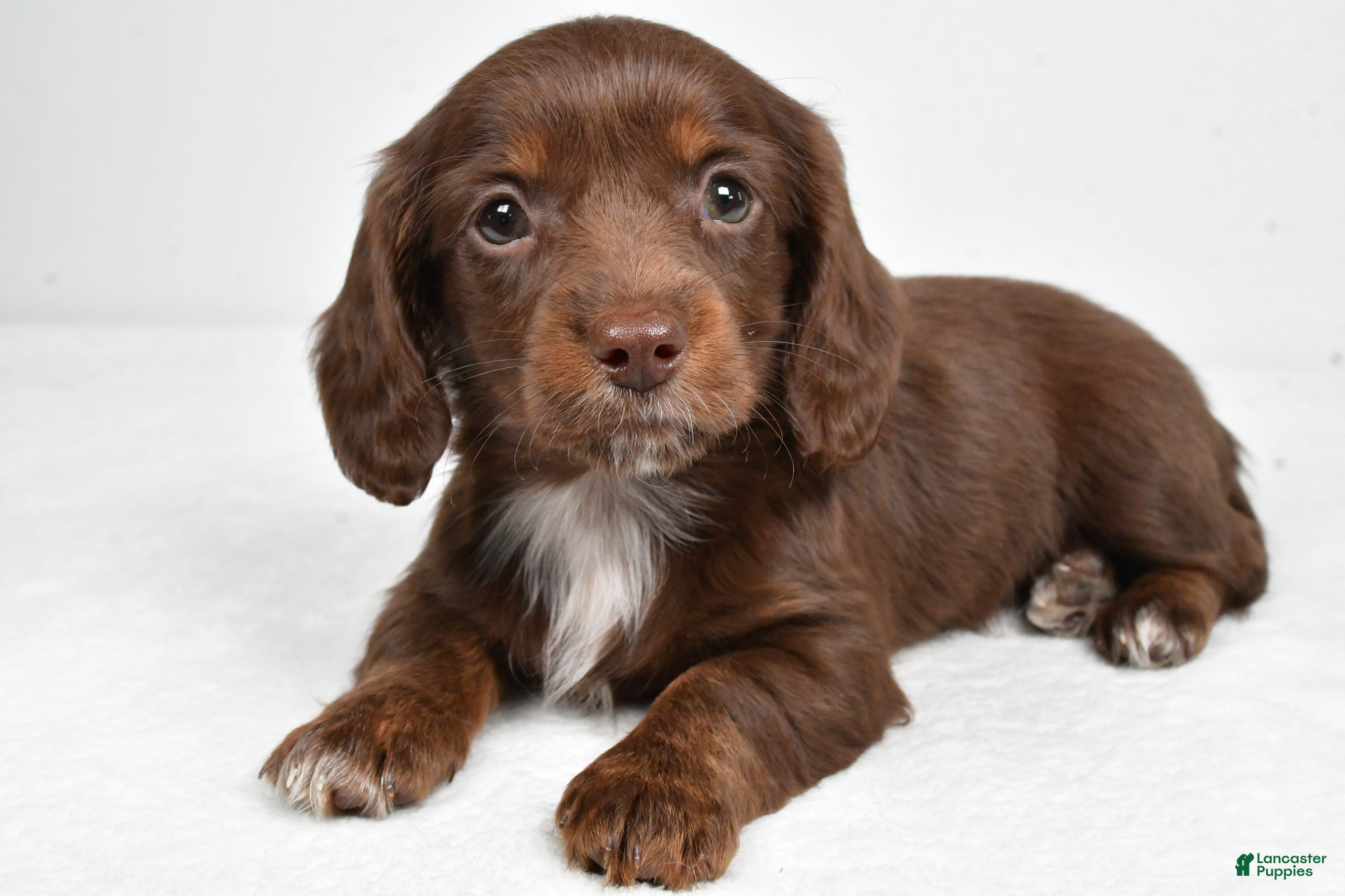 Miniature Dachshund dogs Finley - Ad 1