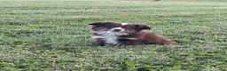 Miniature Australian Shepherd dogs for sale: Boy - Ad 3