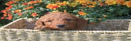 Mini Goldendoodle dogs for sale: Ginger - Ad 4