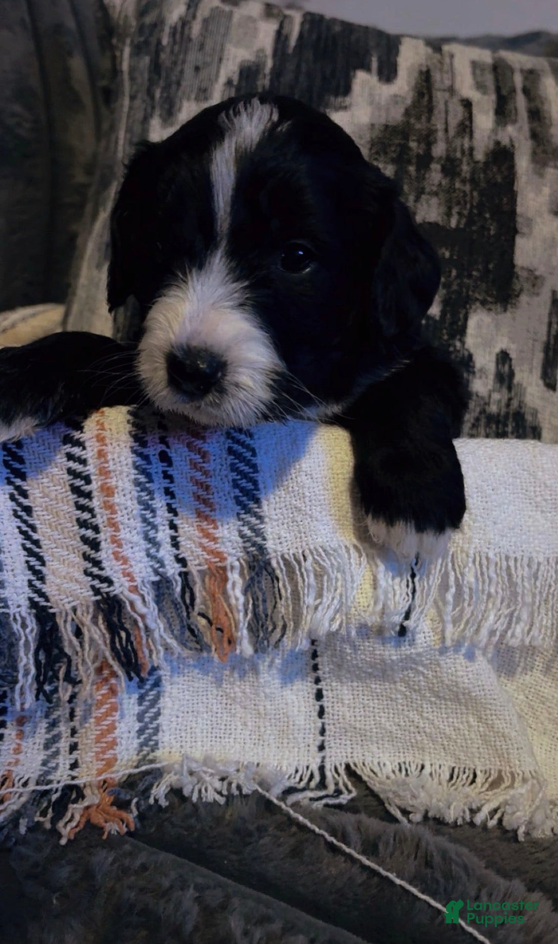 Double Doodle dogs Lavender  - Ad 1