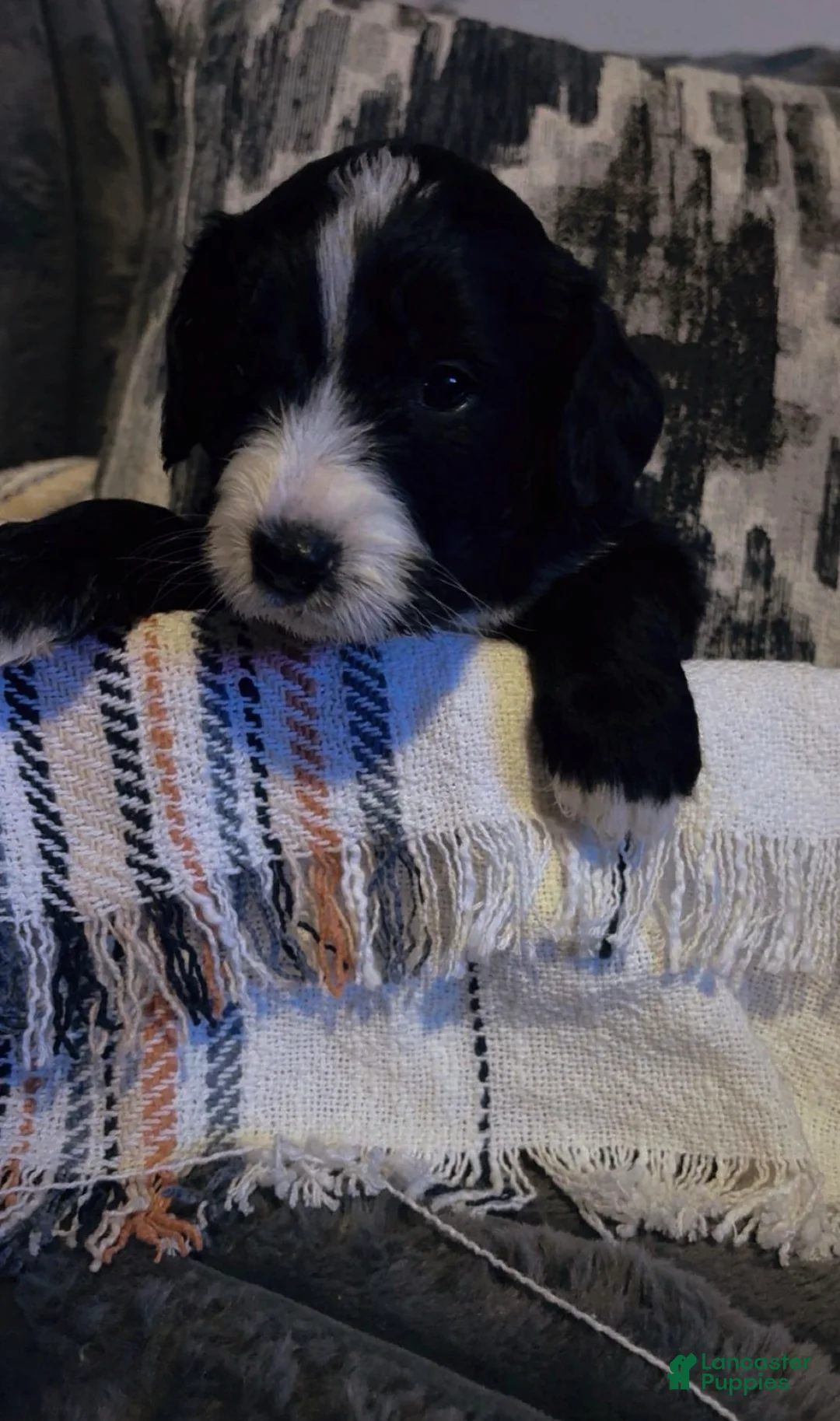 Double Doodle dogs for sale: Lavender  - Ad 1