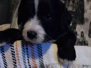 Double Doodle dogs Lavender - Ad 1