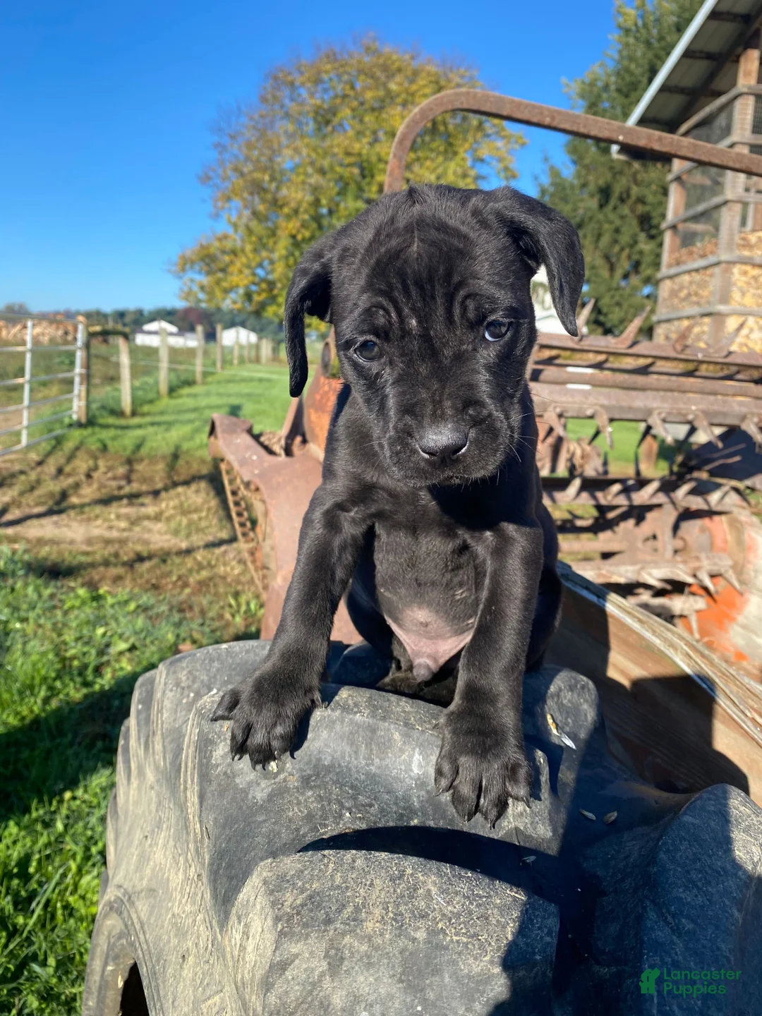 Cane Corso dogs for sale: Charlie - Ad 9