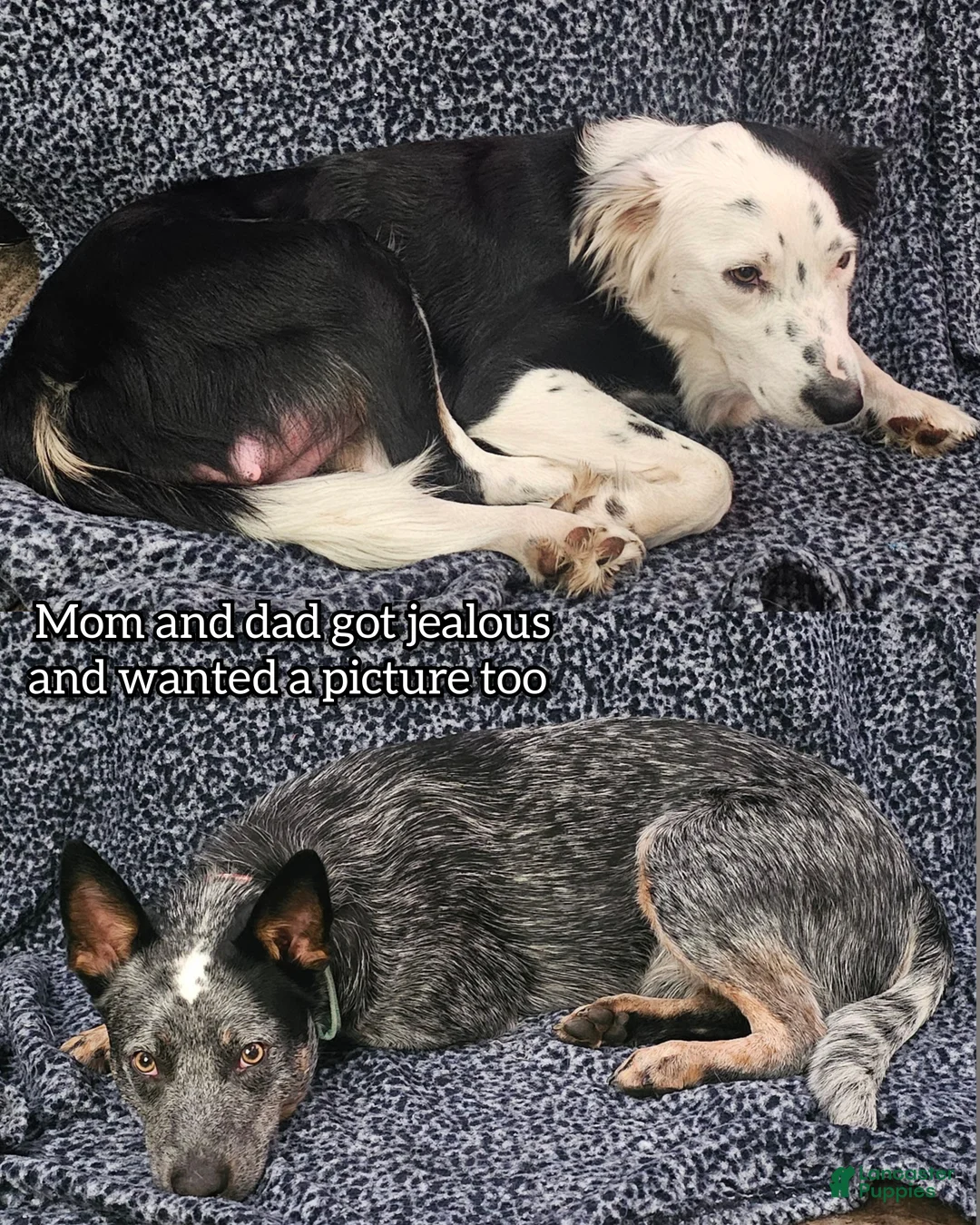 Mixed Breed dogs for sale: Mixed Breed Puppy 7 - Ad 19