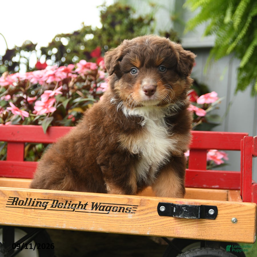 Australian Shepherd dogs Galaxy - Ad 1