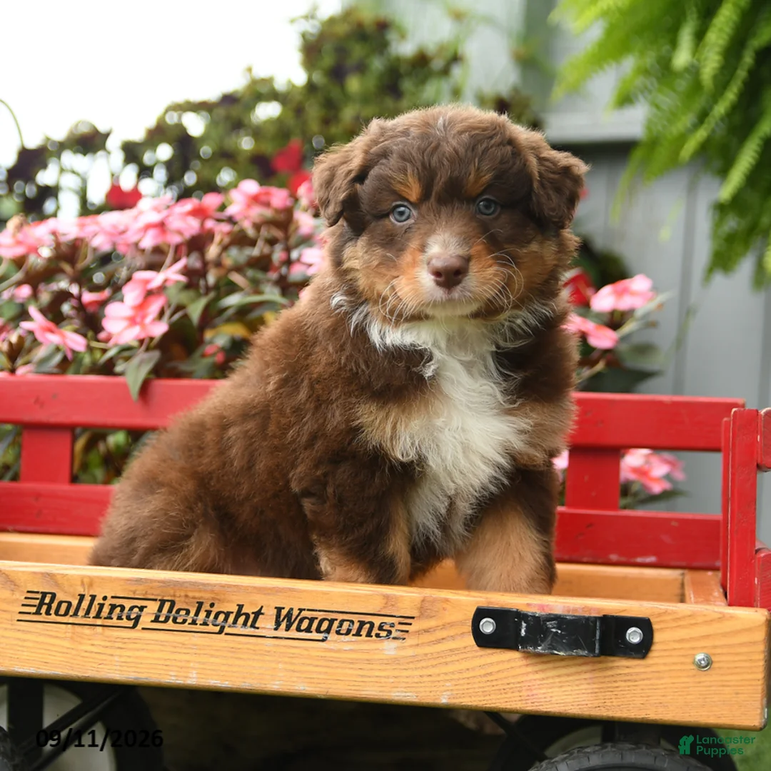Australian Shepherd dogs for sale: Galaxy - Ad 1
