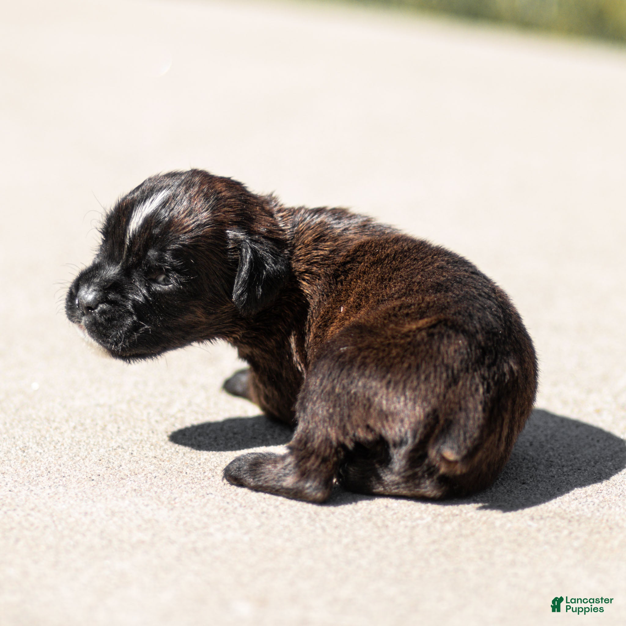 Boxer dogs Lisa Boxer Puppy  - Ad 2