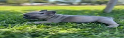 French Bulldog dogs for sale: French Bulldog 2 - Ad 3