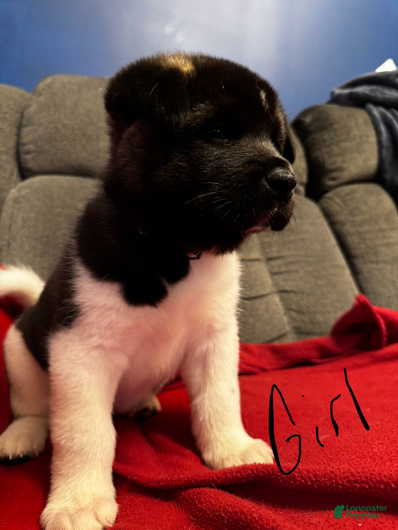 Akita dogs Akita Puppy 3 - Ad 10