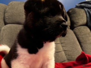 Akita dogs Akita Puppy 3 - Ad 24