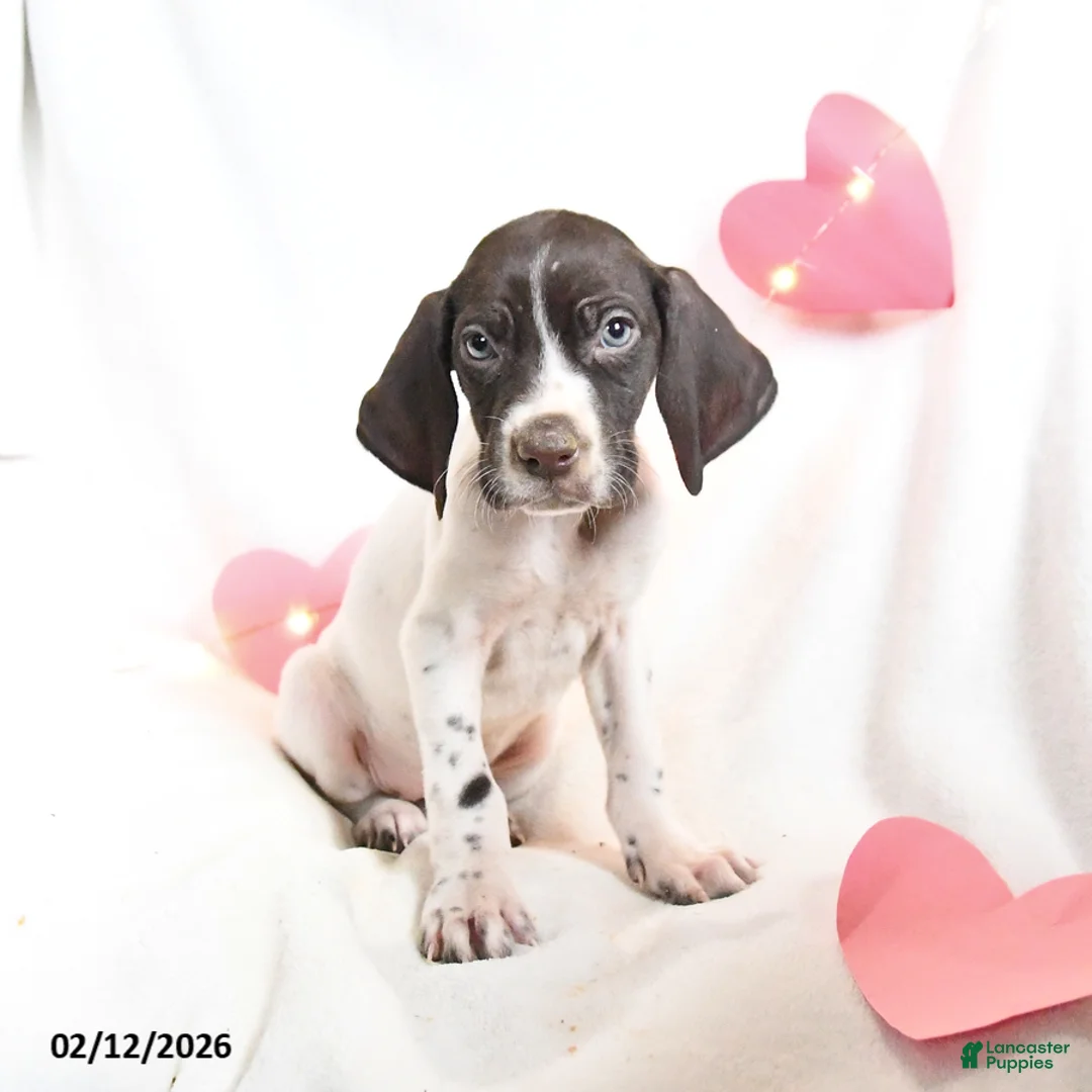 German Shorthaired Pointer dogs for sale: Remi  - Ad 5