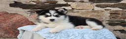 Alaskan Malamute dogs for sale: Cascade - Ad 5
