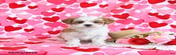 Shorkie dogs for sale: Sweetie - Ad 2