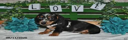 Miniature Dachshund dogs for sale: Jorge - Ad 3