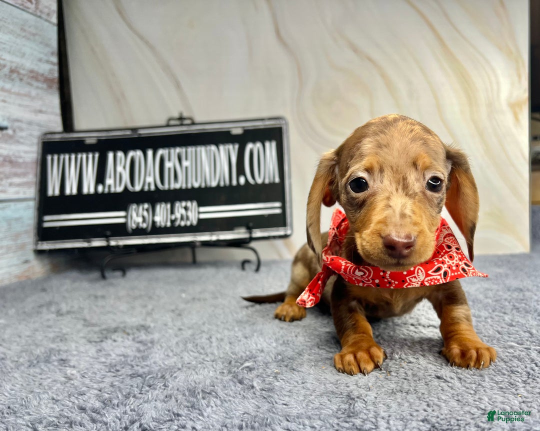 Dachshund dogs for sale: Ch Harriet LH dappleAkc - Ad 17