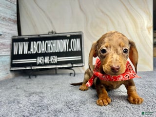 Dachshund dogs - Ad 41