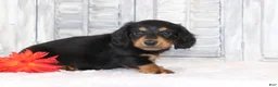 Miniature Dachshund dogs for sale: Rufus  - Ad 3