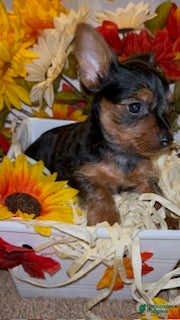 Yorkshire Terrier dogs Faith - Ad 2