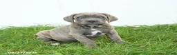 Cane Corso dogs for sale: Royal - Ad 5