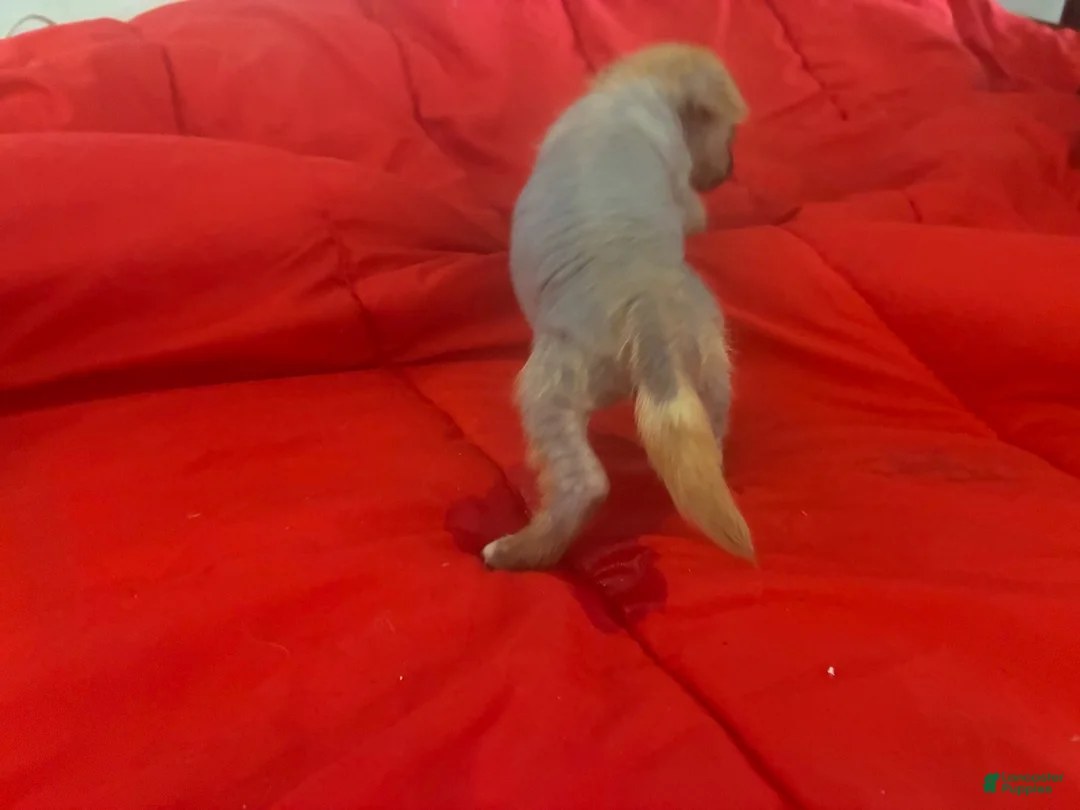 Chinese Crested dogs for sale: Chinese Crested 3 - Ad 15