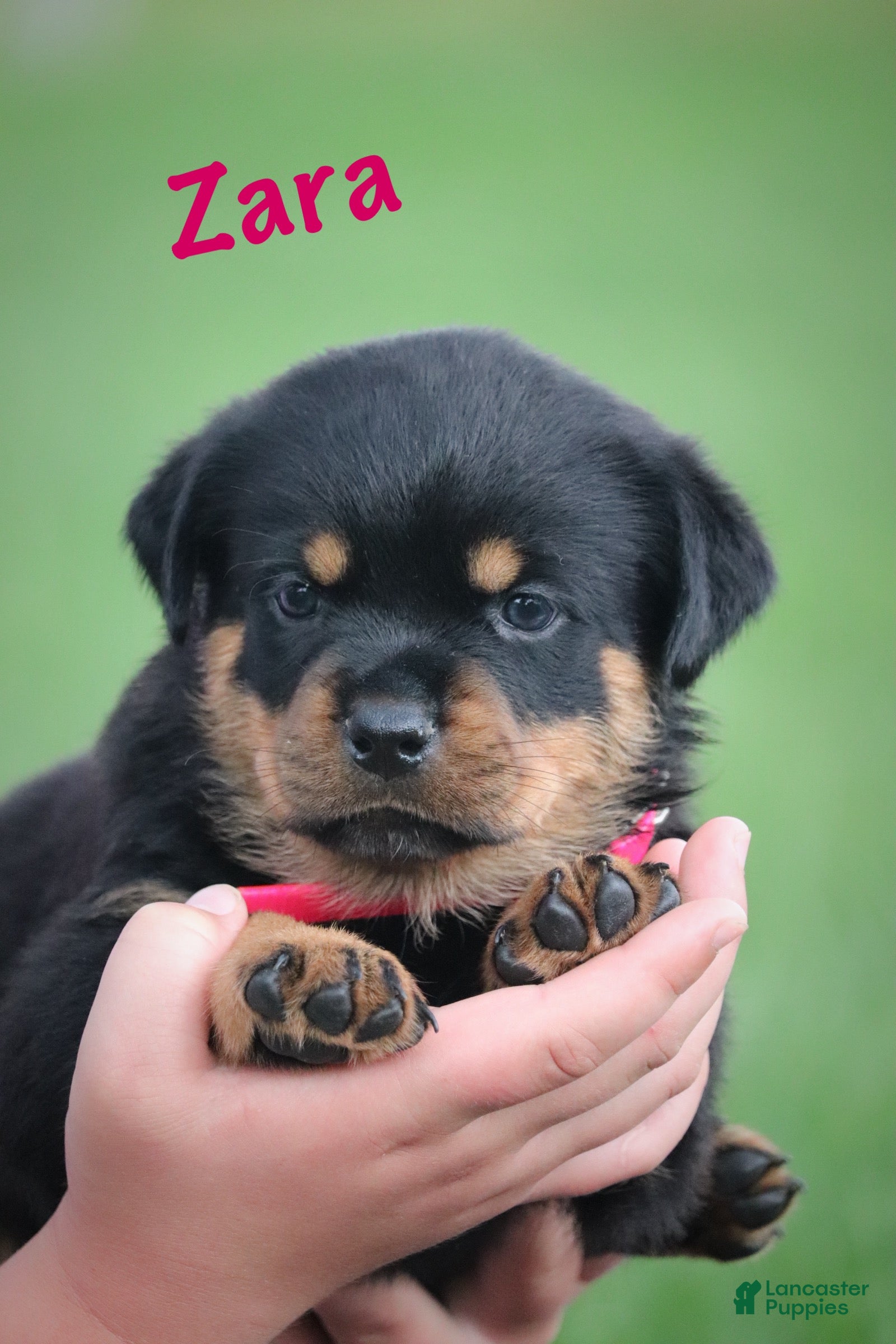 Rottweiler dogs Zara w LONG TAIL  - Ad 2