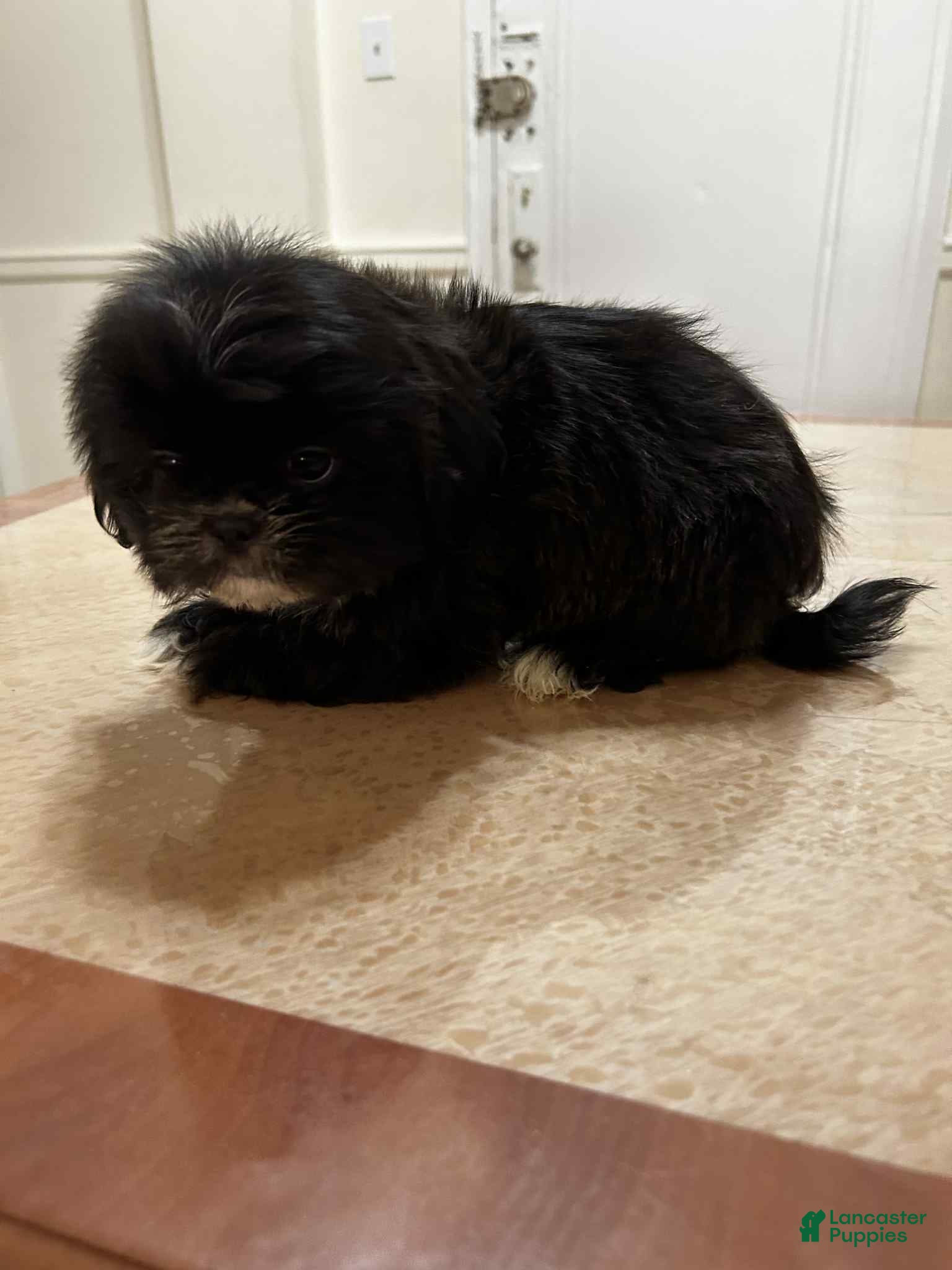 Shih Tzu dogs Bentley - Ad 8