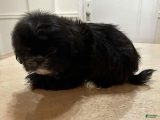 Shih Tzu dogs Bentley - Ad 8