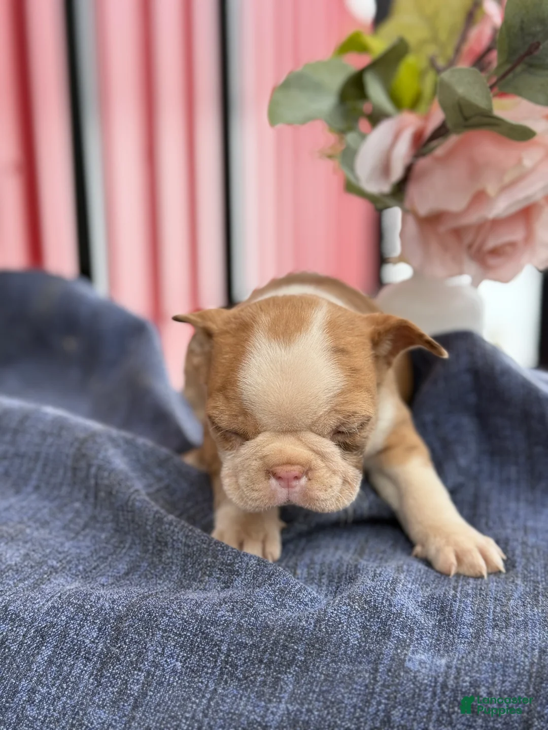 Boston Terrier dogs for sale: Billy - Ad 10